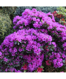 Rhododendron (Azalka) 'Geisho Purple' květináč, 2L
