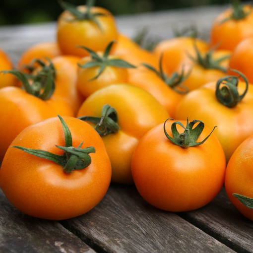 Rajče 'Zlatava' P9/C1