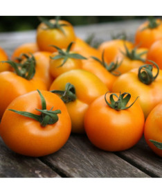 Rajče 'Zlatava' P9/C1