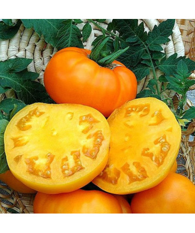 Rajče 'Zlatava' P9/C1