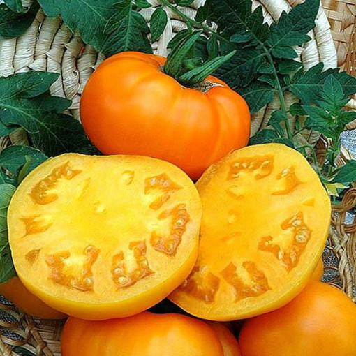 Rajče 'Zlatava' P9/C1