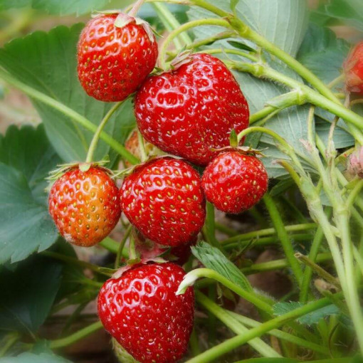 Jahoda 'Honeoye' květináč, P9