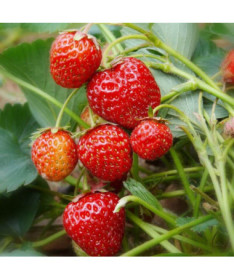 Jahoda 'Honeoye' květináč, P9