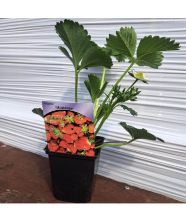 Jahoda 'Honeoye' květináč, P9