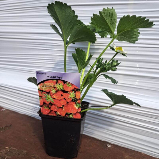 Jahoda 'Honeoye' květináč, P9