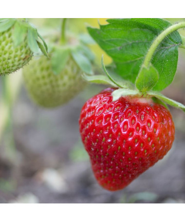 Jahoda 'Temptation' visící květináč, P9