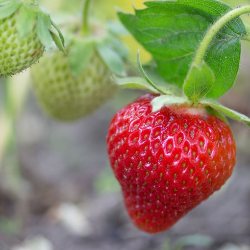 Jahoda 'Temptation' visící květináč, P9