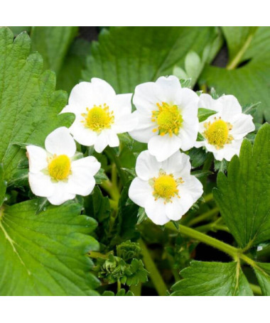 Žlutá jahoda 'Yellow Wonder' květináč, P9