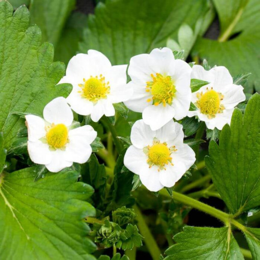 Žlutá jahoda 'Yellow Wonder' květináč, P9