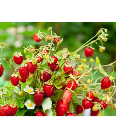 Lesní jahoda Regina květináč, P9