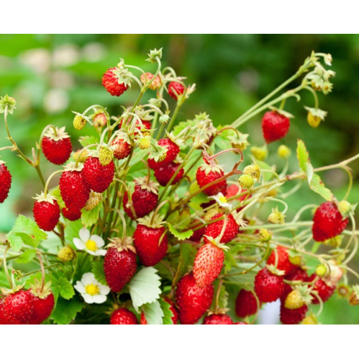 Lesní jahoda Regina květináč, P9