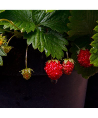 Lesní jahoda Regina květináč, P9