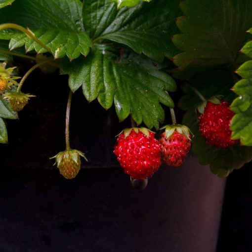 Lesní jahoda Regina květináč, P9