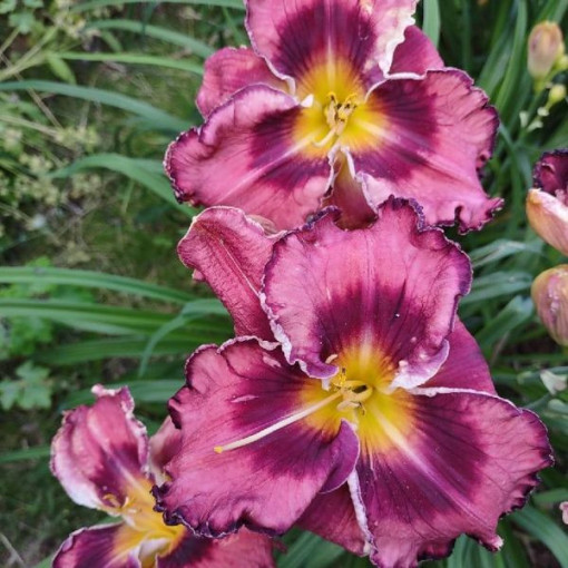 Liliová denivka 'Happy Surprise' květináč, 2L