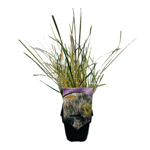 Metlice trsnatá 'Northern Lights' P9/C1