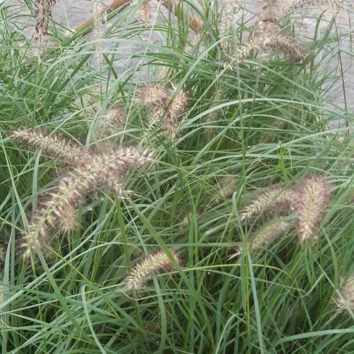 Japonská dochan LADY U, nádoba 2L
