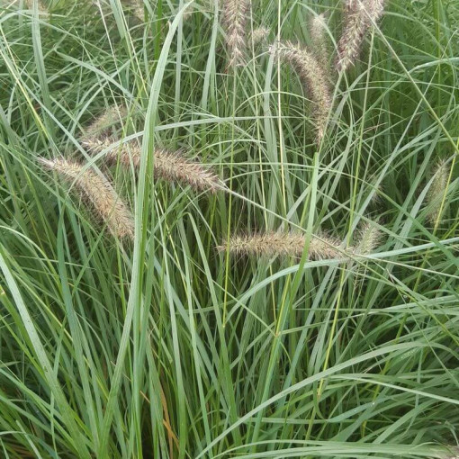 Japonská dochan LADY U P9/C1