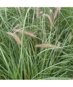 Japonská dochan LADY U P9/C1