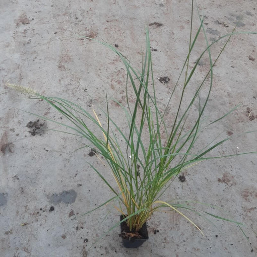 Japonská dochan LADY U P9/C1