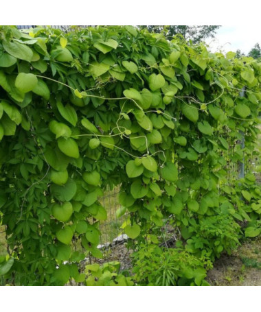 Kokornak velkolistý P9/C1