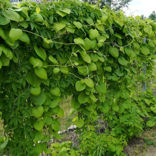 Kokornak velkolistý P9/C1