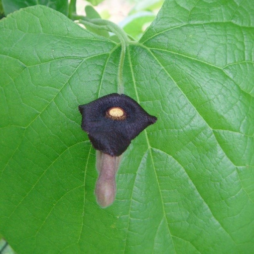 Kokornak velkolistý P9/C1