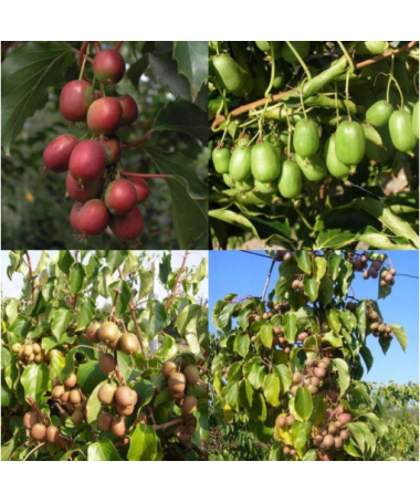 Sada 4 ks. Kiwi Actinidia MIX označené P9/C1