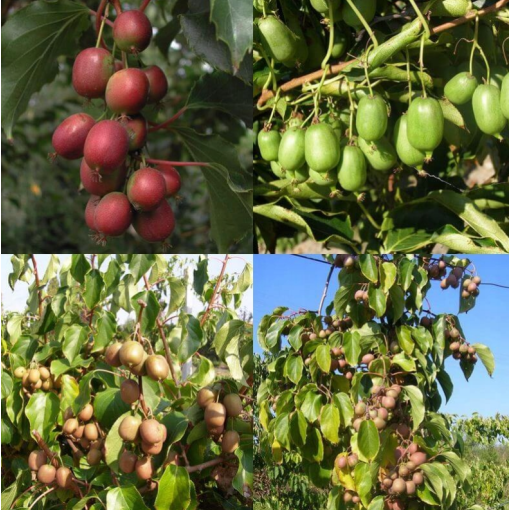 Sada 4 ks. Kiwi Actinidia MIX označené P9/C1