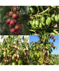 Sada 4 ks. Kiwi Actinidia MIX označené P9/C1