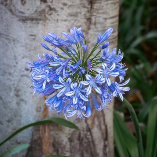 Modrý Agapant (Agapanthus Africanus) sazenice v 2L květináči