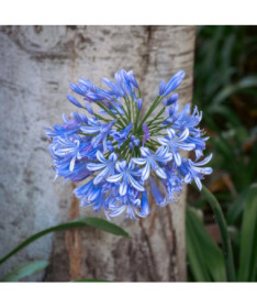 Modrý Agapant (Agapanthus Africanus) sazenice v 2L květináči