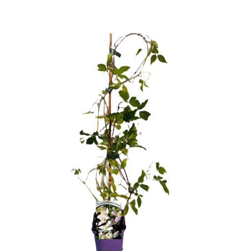 Clematis montana 'Chrysocoma' P9/C1