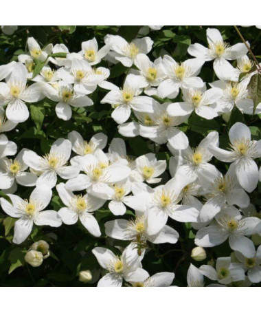 Clematis montana 'Chrysocoma' květináč 2L