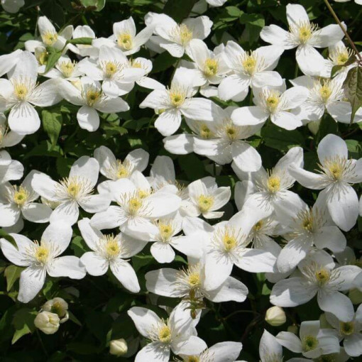 Clematis montana 'Chrysocoma' květináč 2L