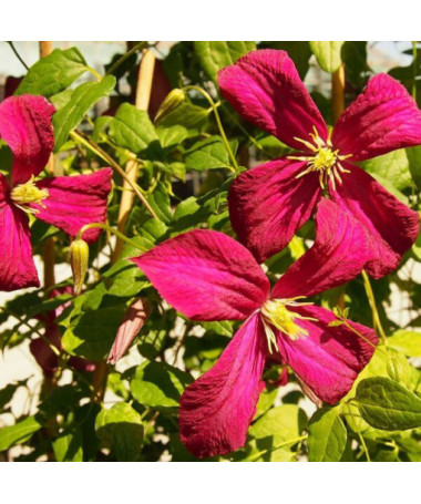 Clematis viticella 'Rubra' P9/C1