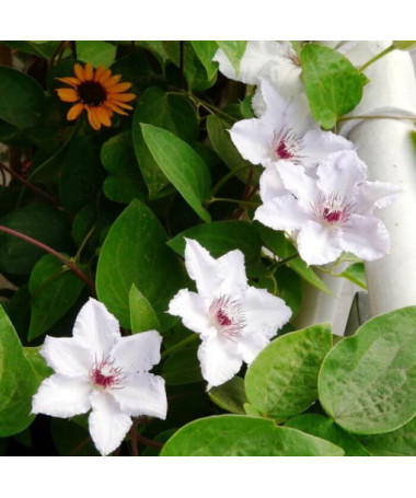 Clematis 'Maria Kaczyńska' P9/C1