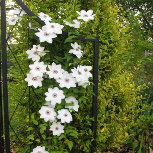 Clematis 'Maria Kaczyńska' P9/C1