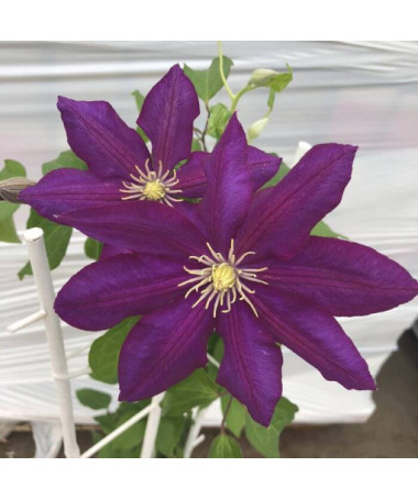 Clematis 'Lech Kaczyński' P9/C1