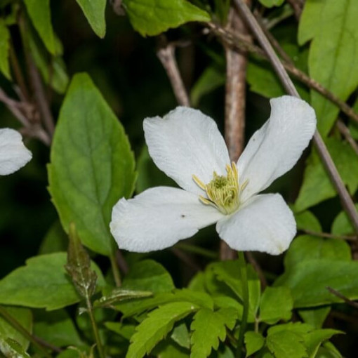 Horská plamének Montana 'Wilsonii' květináč 2L
