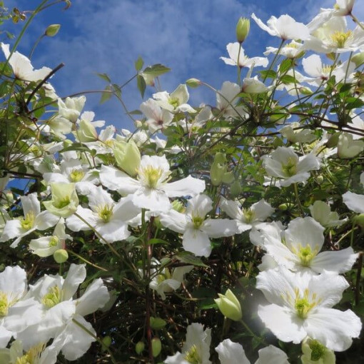 Horská plamének Montana 'Wilsonii' květináč 2L