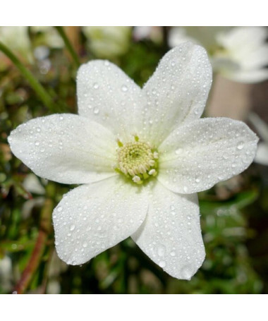 Clematis 'Joe' květináč. 2L
