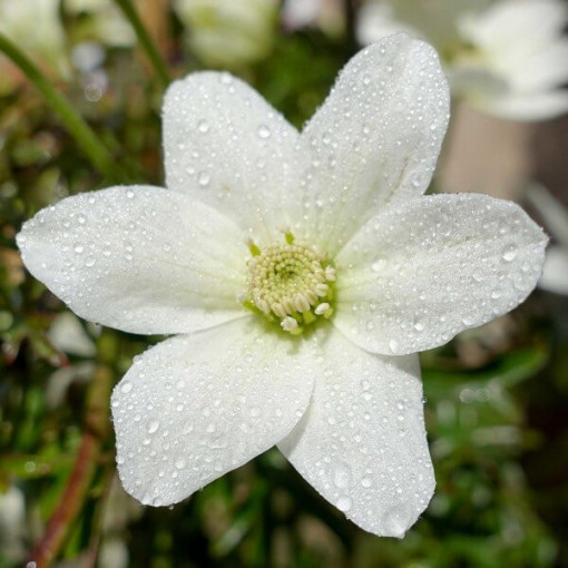 Clematis 'Joe' květináč. 2L