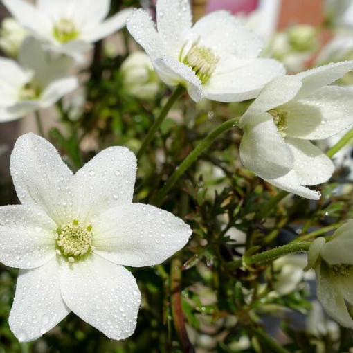 Clematis 'Joe' květináč. 2L