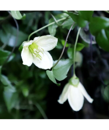 Clematis Cirrhosa 'Jingle Bells' květináč. 2L