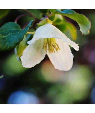 Clematis Cirrhosa 'Jingle Bells' květináč. 2L