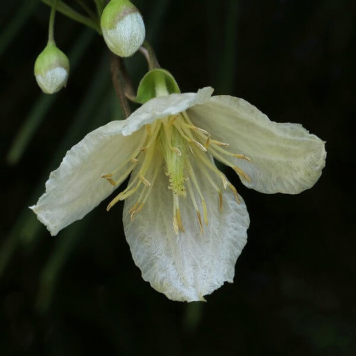 Clematis Cirrhosa 'Jingle Bells' květináč. 2L