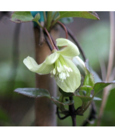 Clematis Cirrhosa 'Wisley Cream' květináč. 2L