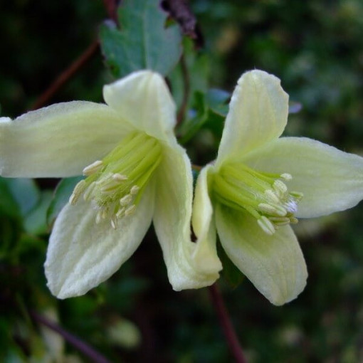 Clematis Cirrhosa 'Wisley Cream' květináč. 2L