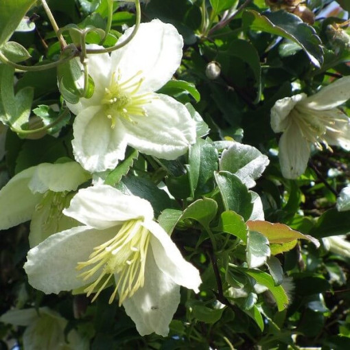 Clematis Cirrhosa 'Wisley Cream' květináč. 2L