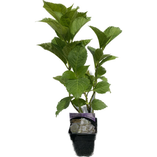 Zahradní hortenzie 'Madame Emilie Mouillere' velikost květináče P9/C1